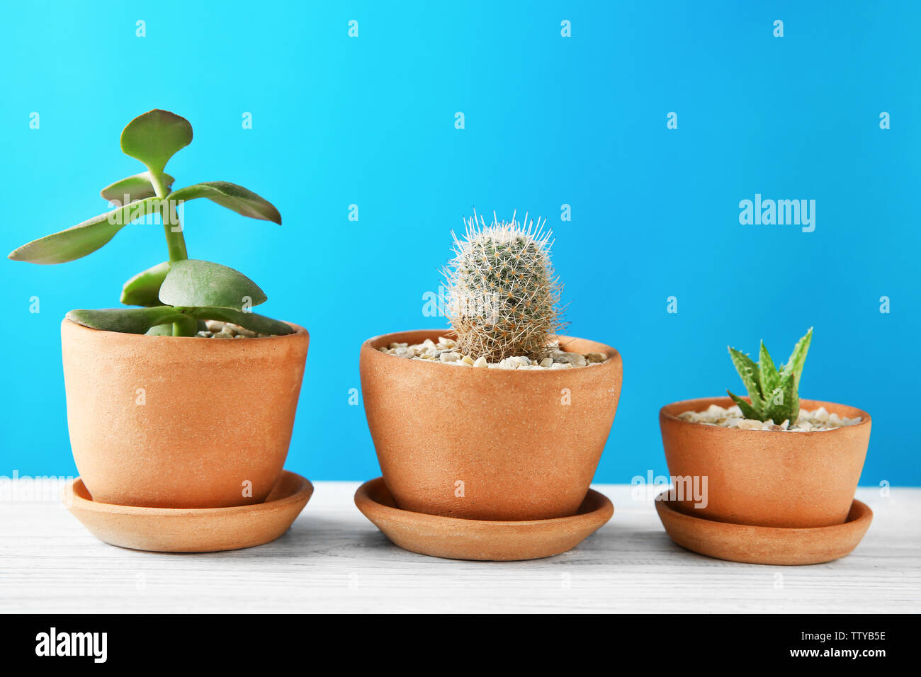 Pots with succulents on blue background Stock Photo