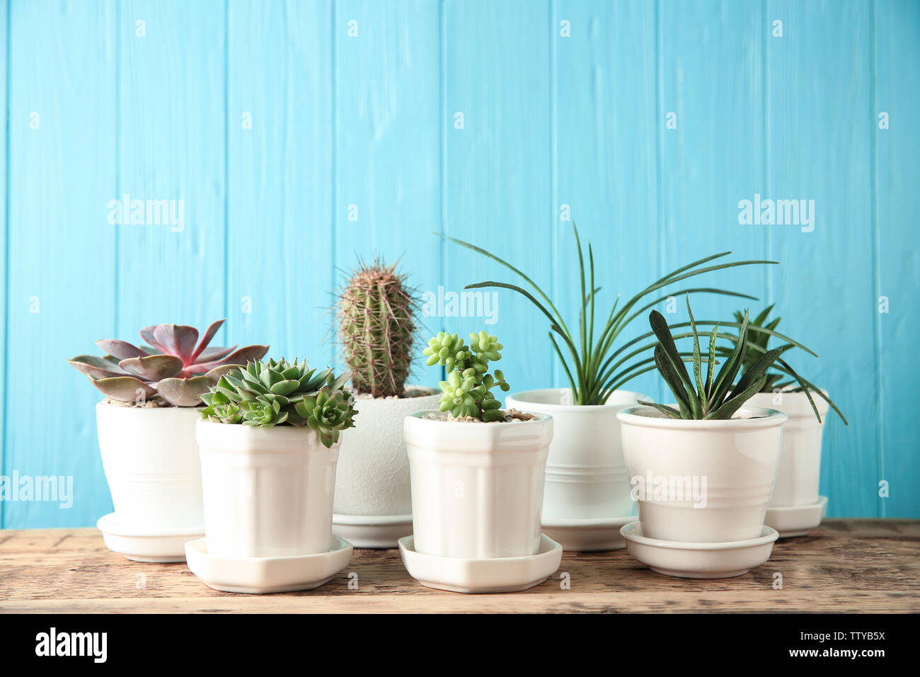 Pots with succulents on blue background Stock Photo