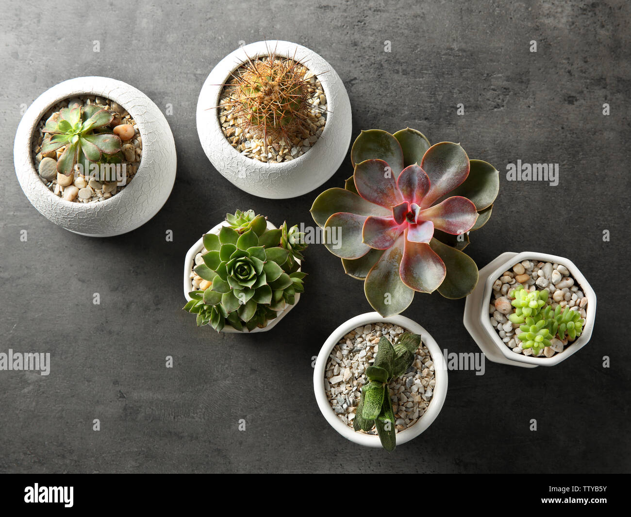 Succulents on grey background Stock Photo