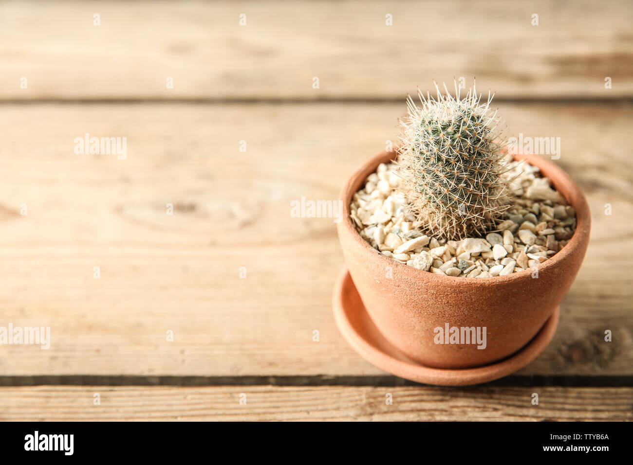 Pot with succulent on wooden background Stock Photo