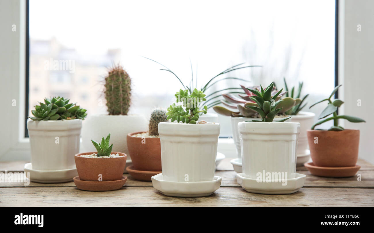 Pots with succulents on windowsill Stock Photo