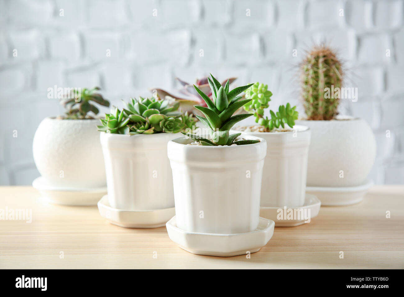 Pots with succulents on table against brick wall background Stock Photo