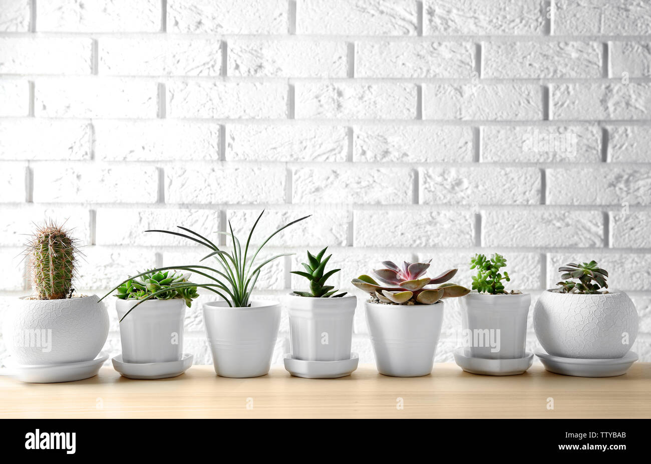 Pots with succulents on table against brick wall background Stock Photo