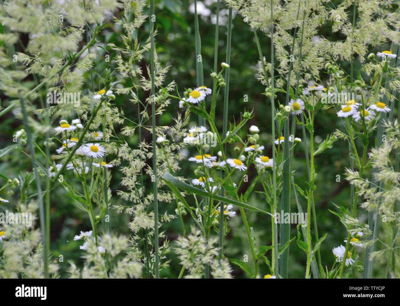 Blooming weeds Stock Photo