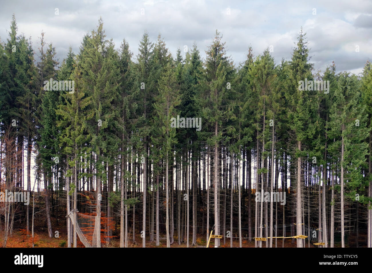 Beautiful coniferous trees hi-res stock photography and images - Alamy