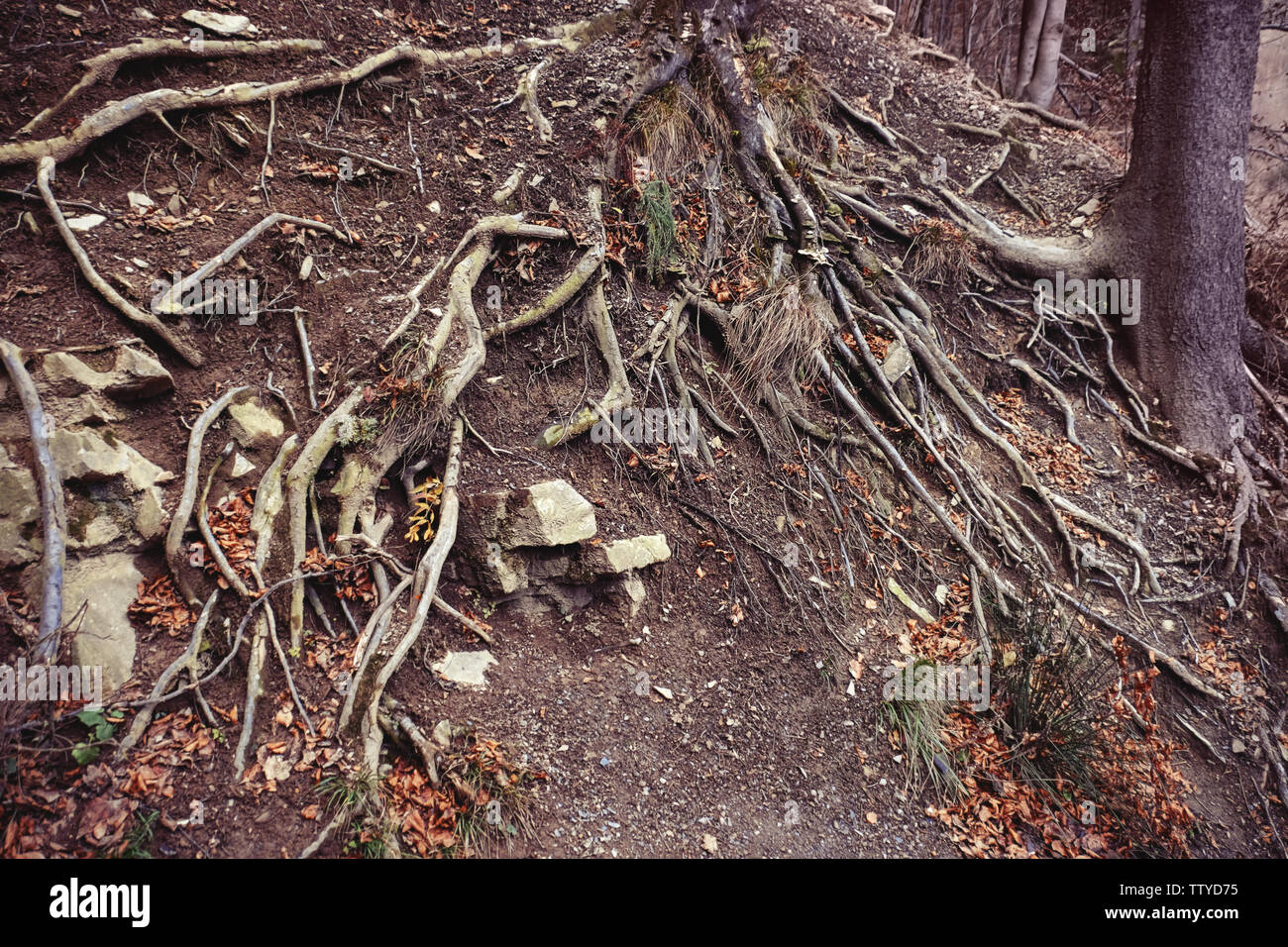 Roots of old tree in forest Stock Photo - Alamy
