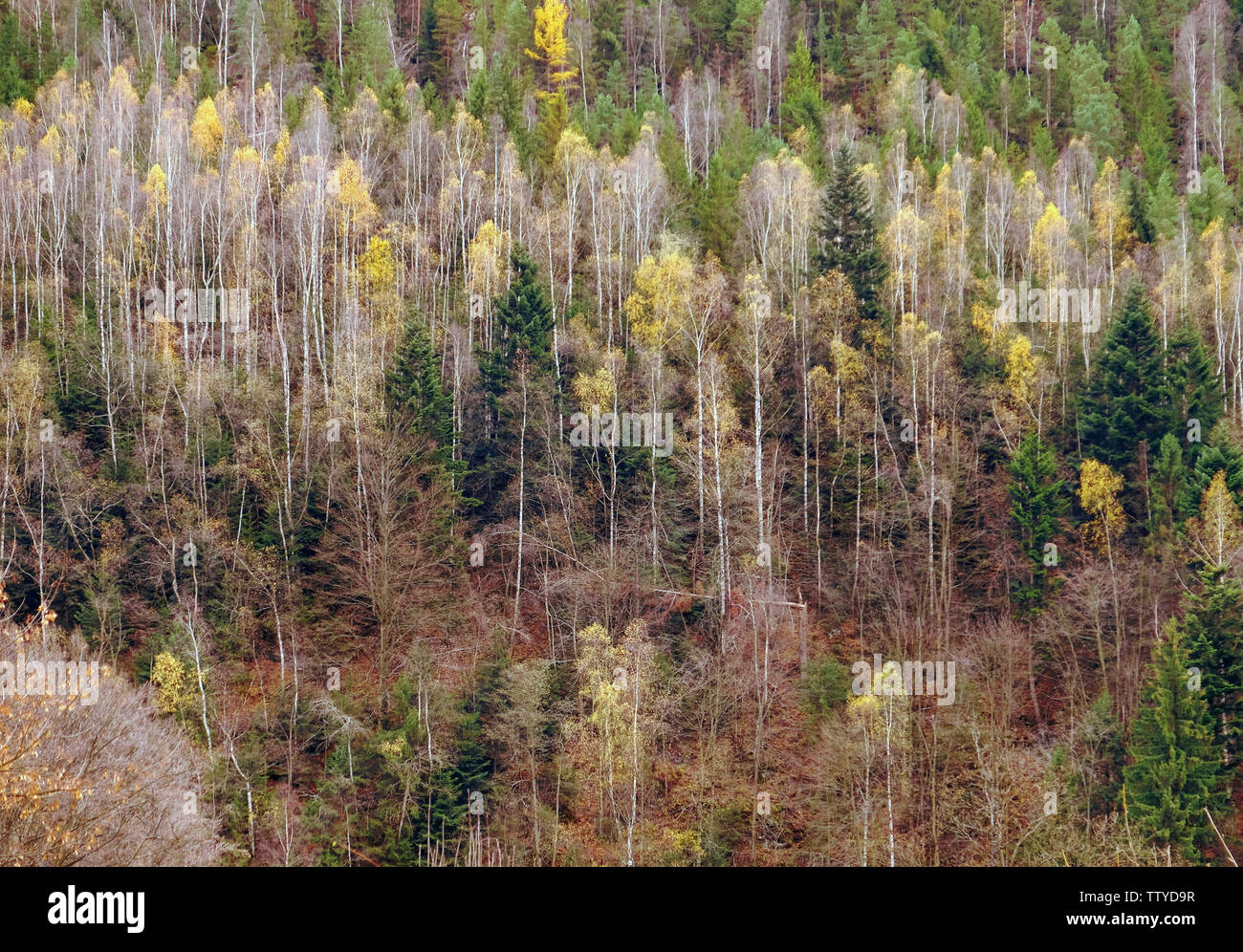 Tops of tall trees in mountains Stock Photo - Alamy