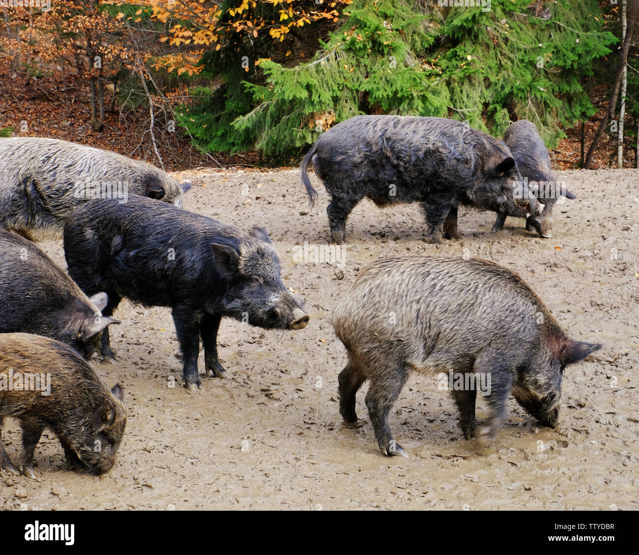 Wild boars in forest Stock Photo