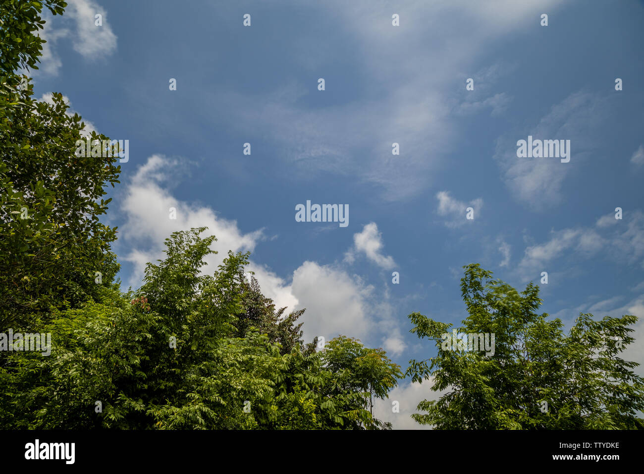 Sunny blue sky with soft clouds and bright sun against green trees ...
