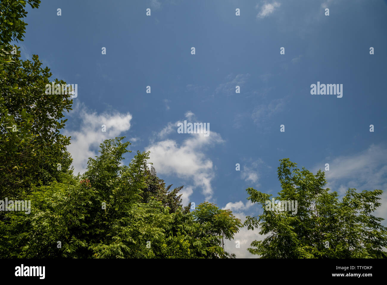 Sunny blue sky with soft clouds and bright sun against green trees ...
