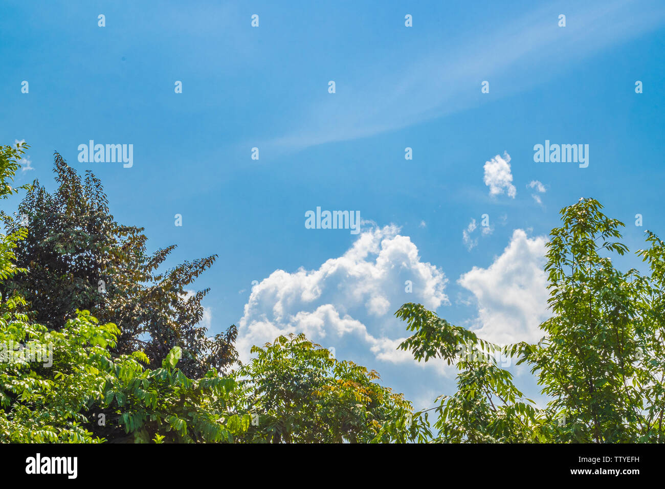 Sunny blue sky with soft clouds and bright sun against green trees ...