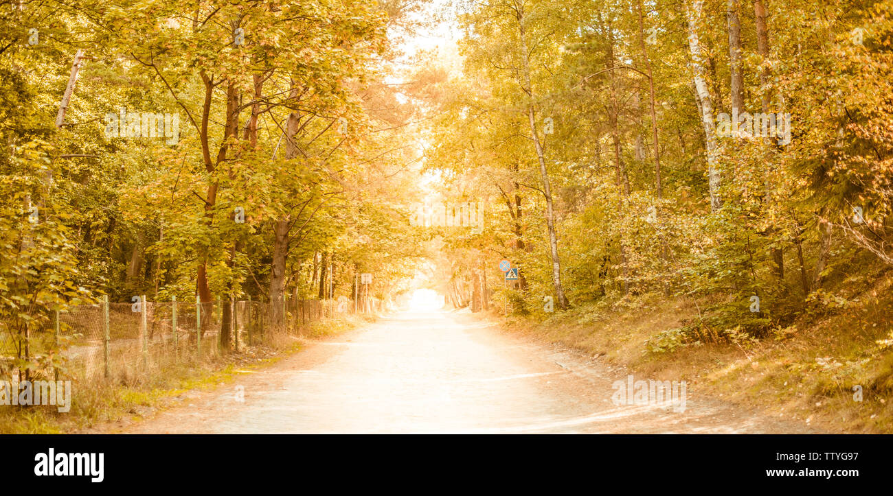 Sunny forest - bright rays of sun and green leaves Stock Photo - Alamy