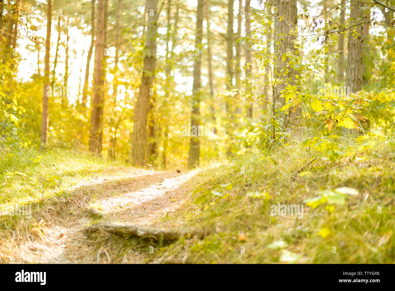 Bright sun rays sunny hi-res stock photography and images - Alamy