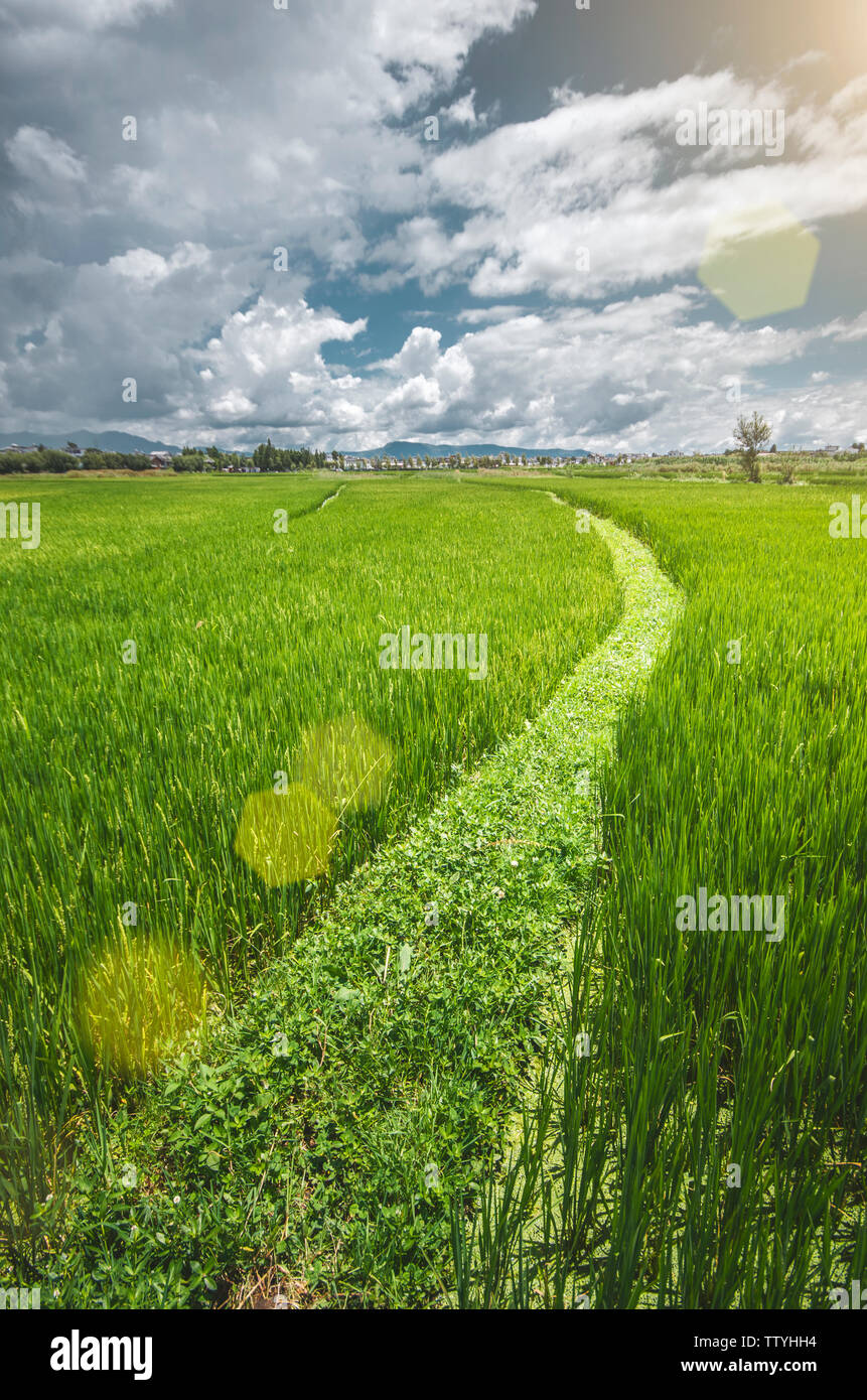 Road in the field Stock Photo - Alamy