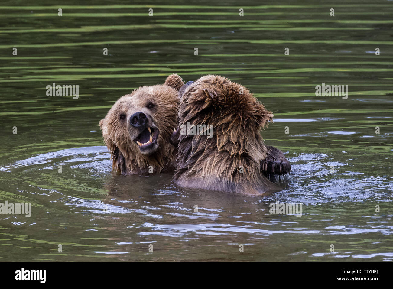 European brown bear, ursus arctos in a park in germany Stock Photo - Alamy