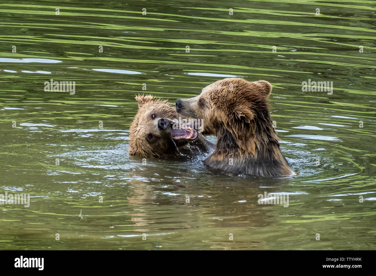 European brown bear, ursus arctos in a park in germany Stock Photo - Alamy