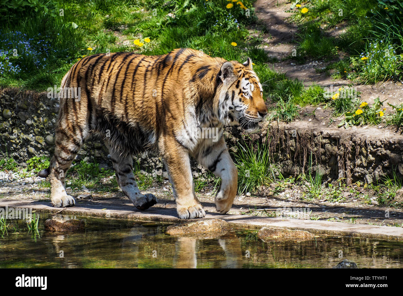 The Siberian tiger,Panthera tigris altaica is the biggest cat in the