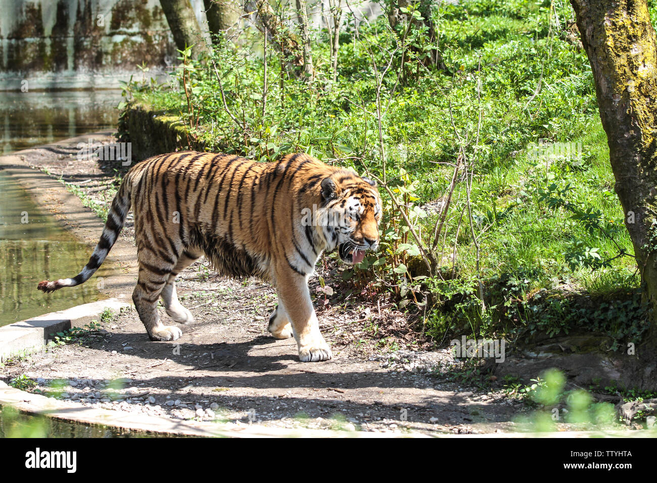 biggest siberian tiger ever