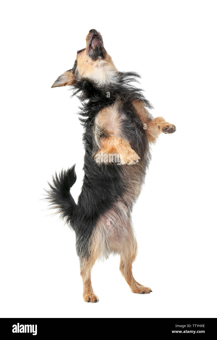 Cute little dog isolated on white Stock Photo - Alamy