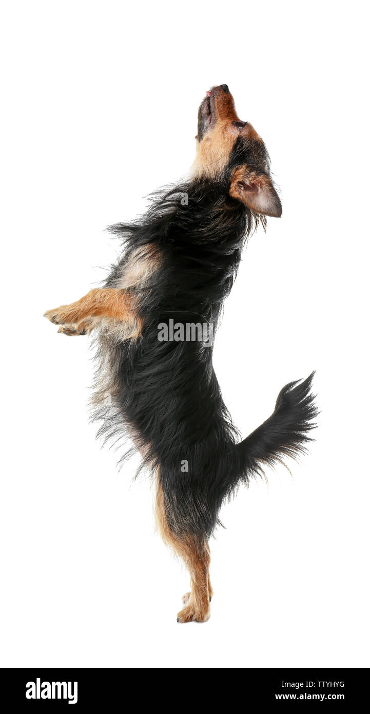 Cute little dog isolated on white Stock Photo - Alamy