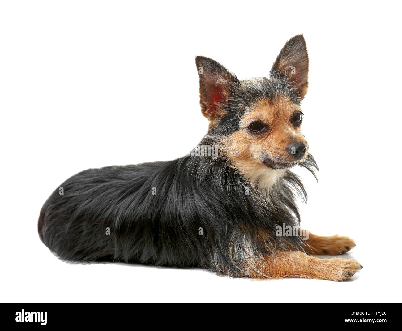 Cute little dog lying on white background Stock Photo - Alamy