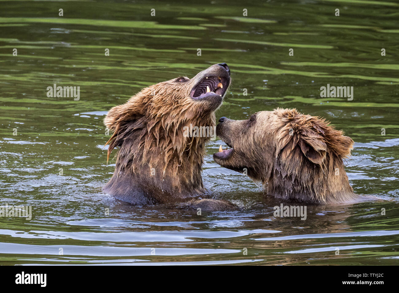 European brown bear, ursus arctos in a park in germany Stock Photo - Alamy