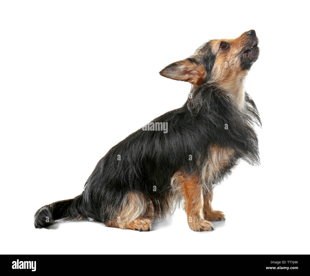 Cute little dog isolated on white Stock Photo - Alamy
