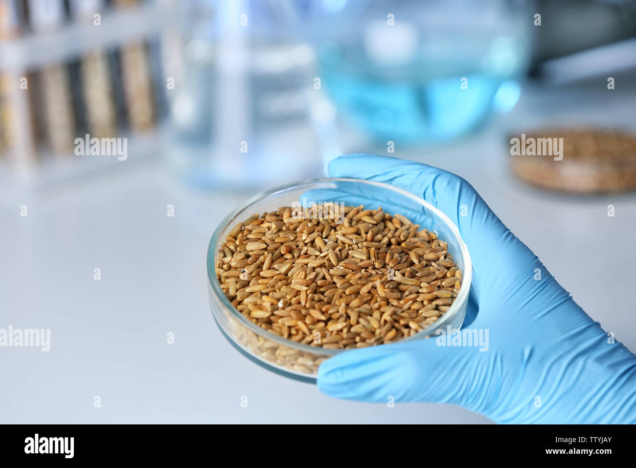 Scientist holding Petri dish with cereal grains at laboratory Stock