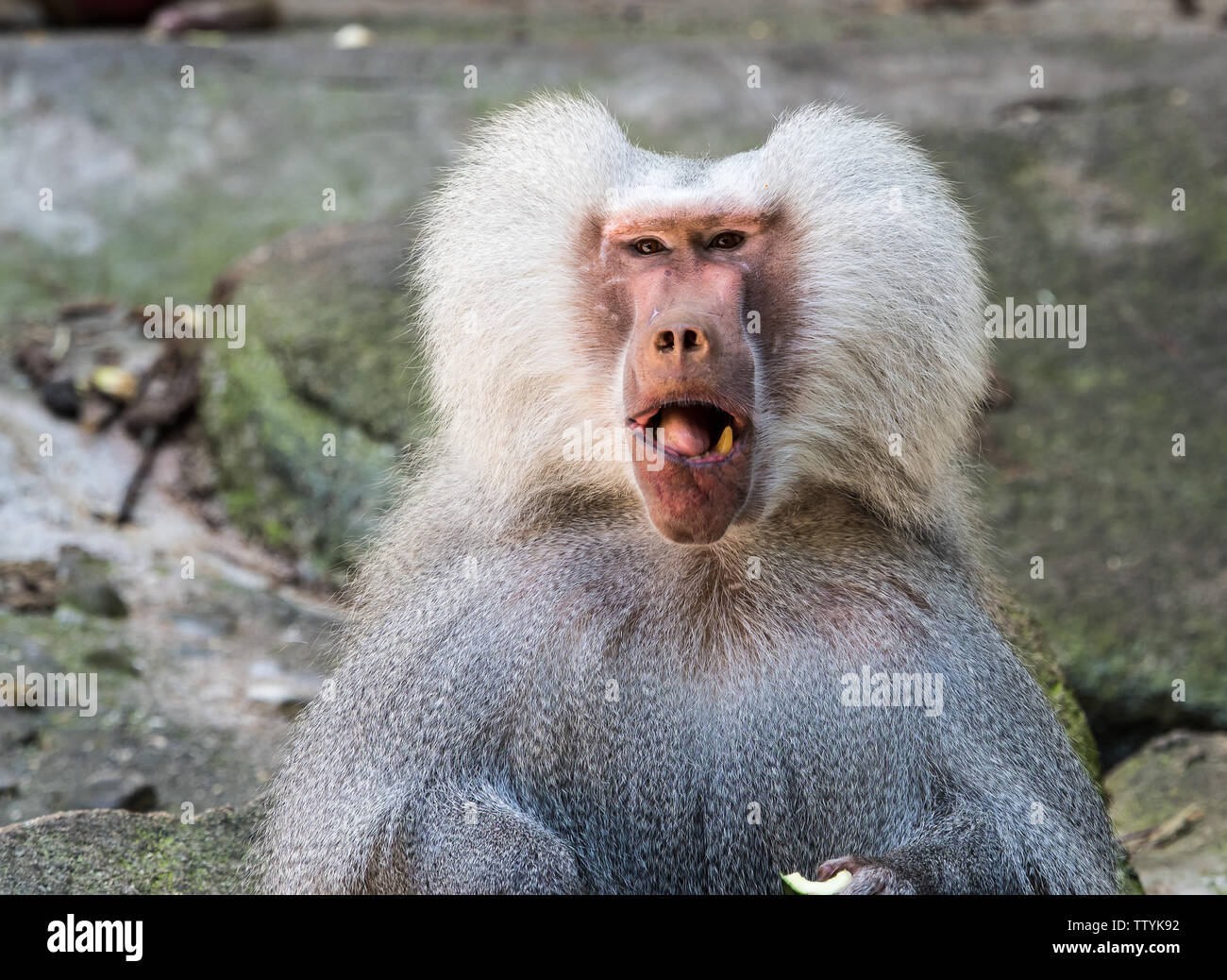 The Hamadryas Baboon Papio Hamadryas Is A Species Of Baboon Being the-hamadryas-baboon-papio-hamadryas-is-a-species-of-baboon-being