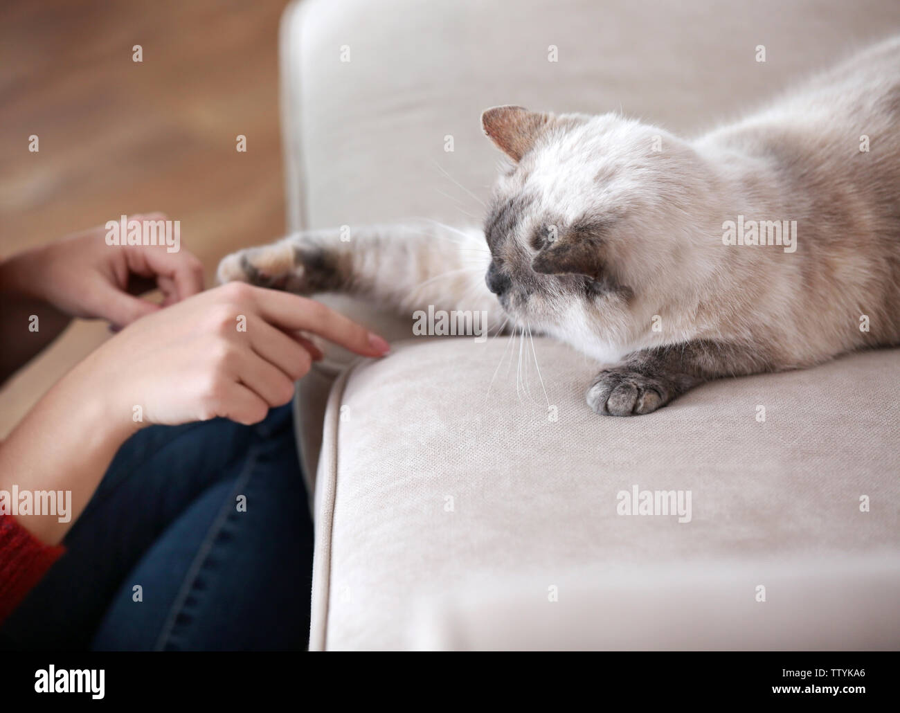 Cute cat playing with human hand while lying on sofa Stock Photo