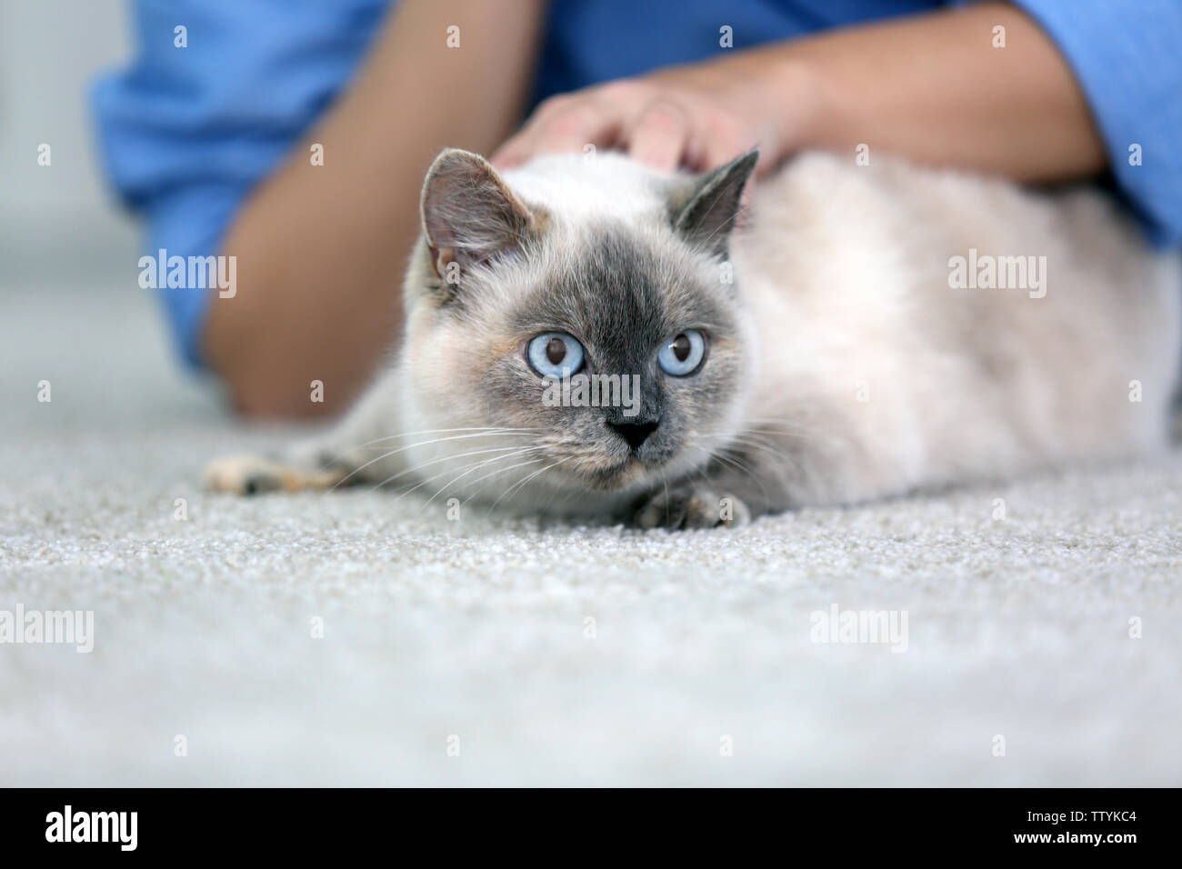 Cute beautiful cat with owner at home Stock Photo - Alamy