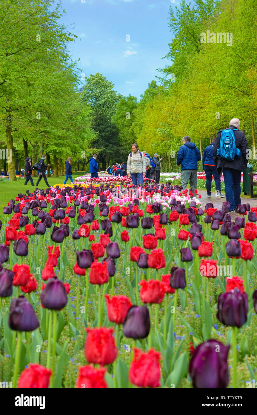 Keukenhof, Lisse, Netherlands - Apr 28th 2019: Amazing red and dark violet tulip flowers in famous Keukenhof park, Holland. Visitors in the background. Popular Dutch tourist spot. Stock Photo