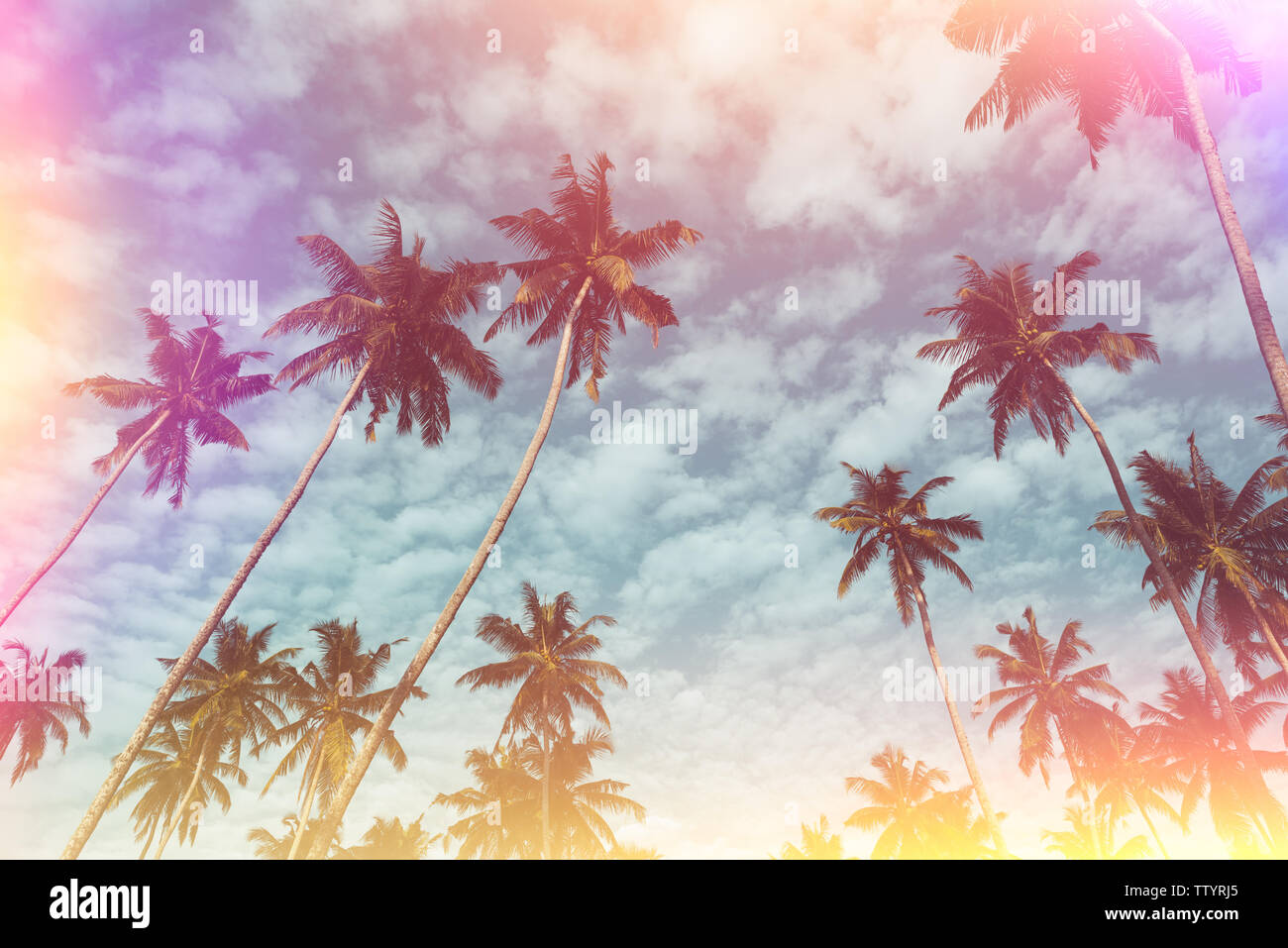 Coconut palm trees on tropical beach vintage film flare leaks toned ...