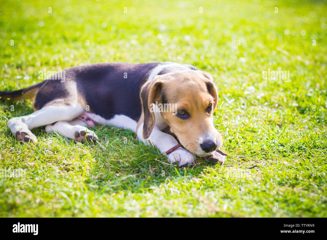 puppy beagle dog biting a wood stick Stock Photo Alamy
