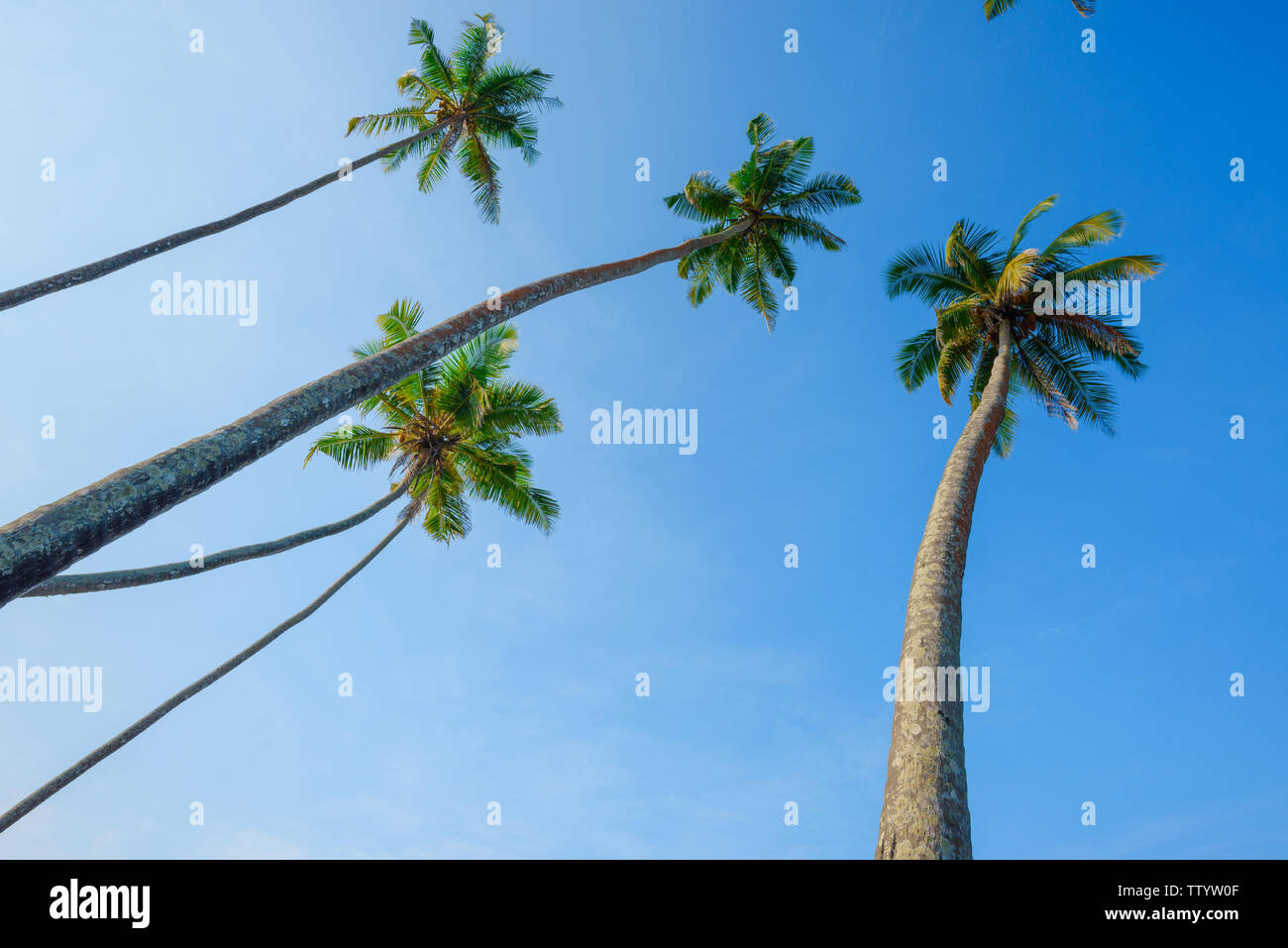 Beach blue sky sea palm trees sunny hi-res stock photography and images ...