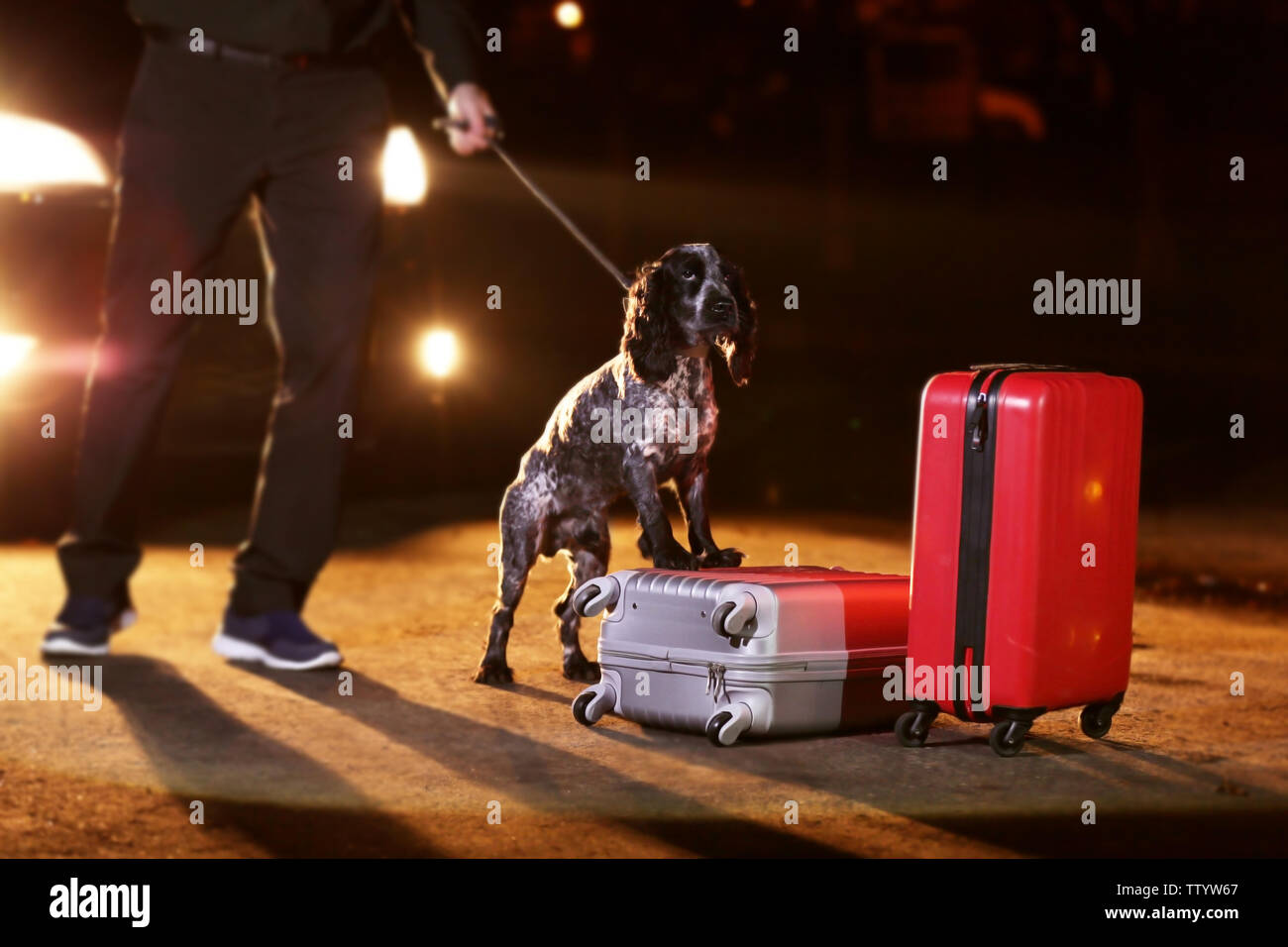 Dog looking for drugs at street Stock Photo