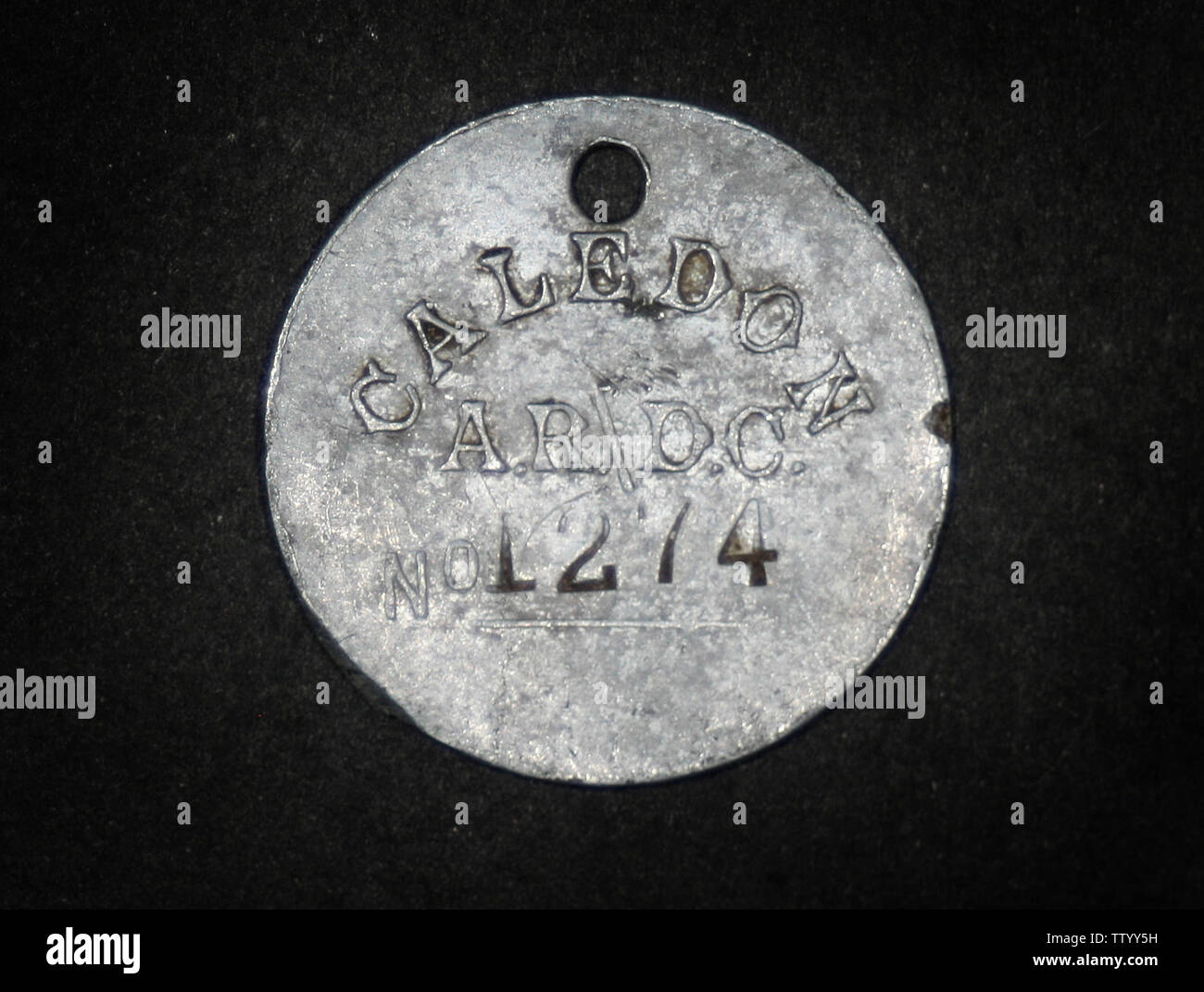 Dog collar / tag / license, Caledon, South Africa, 1963 Stock Photo Alamy