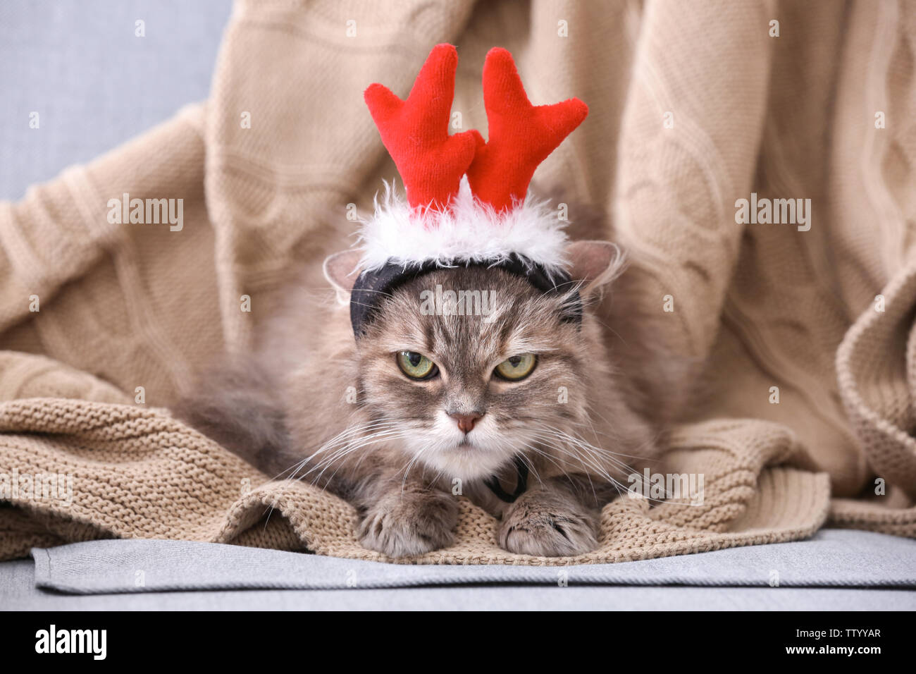 cat reindeer ears