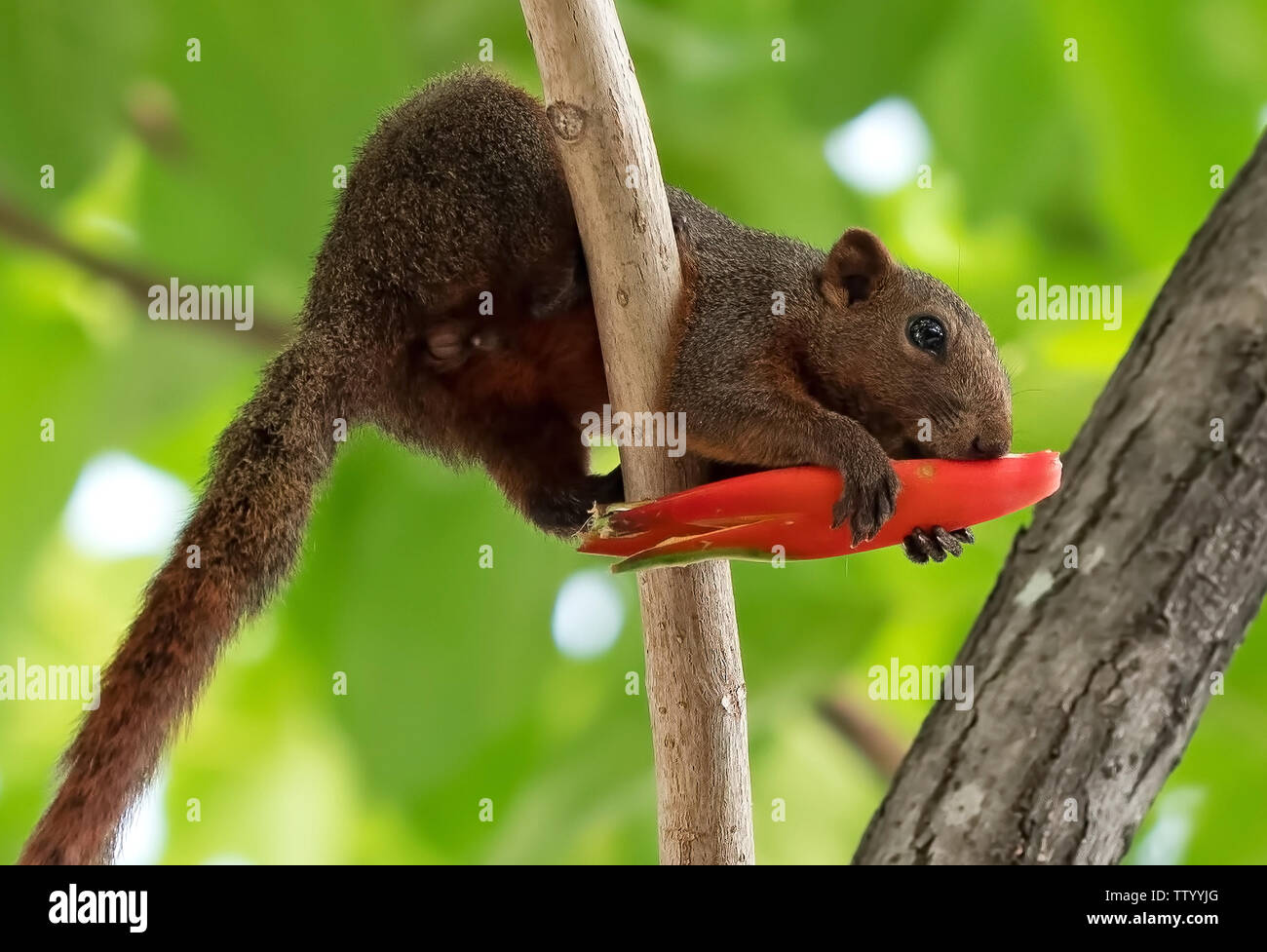 Closeup Squirrel Eating Red Flower Bud on a Tree Branch Stock Photo Alamy