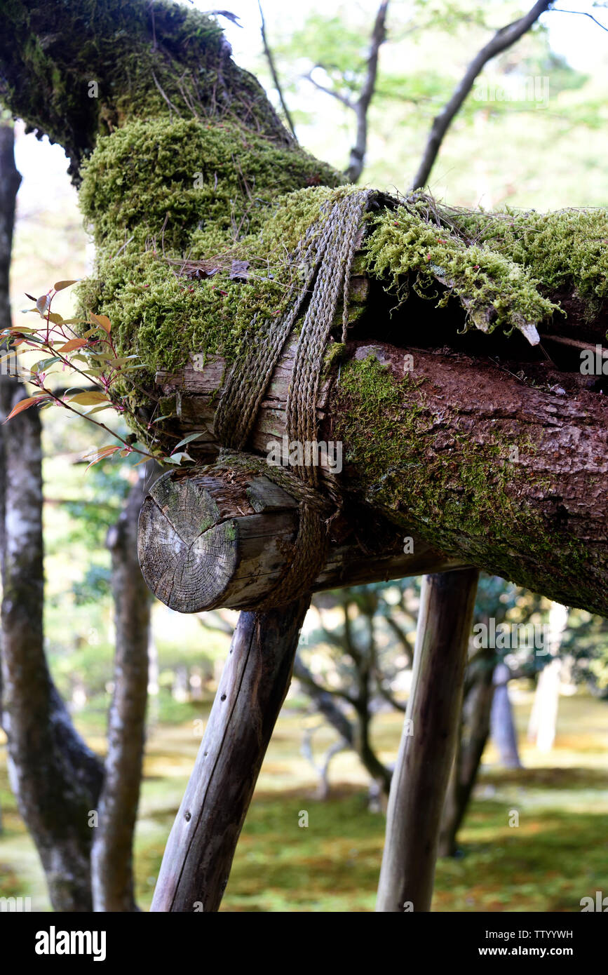 tree branch supports Japan Stock Photo Alamy