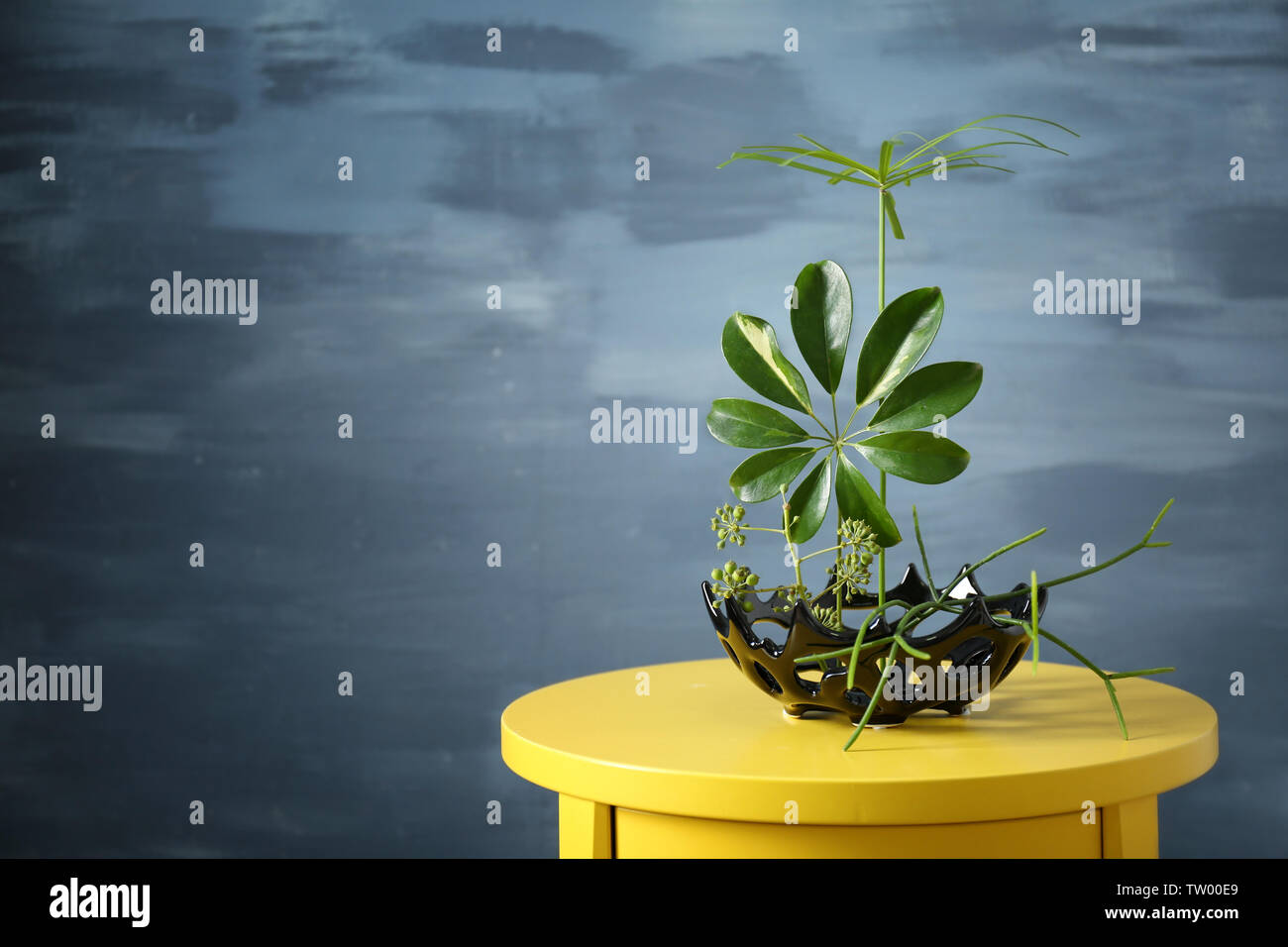 Plant arrangement on a color background Stock Photo