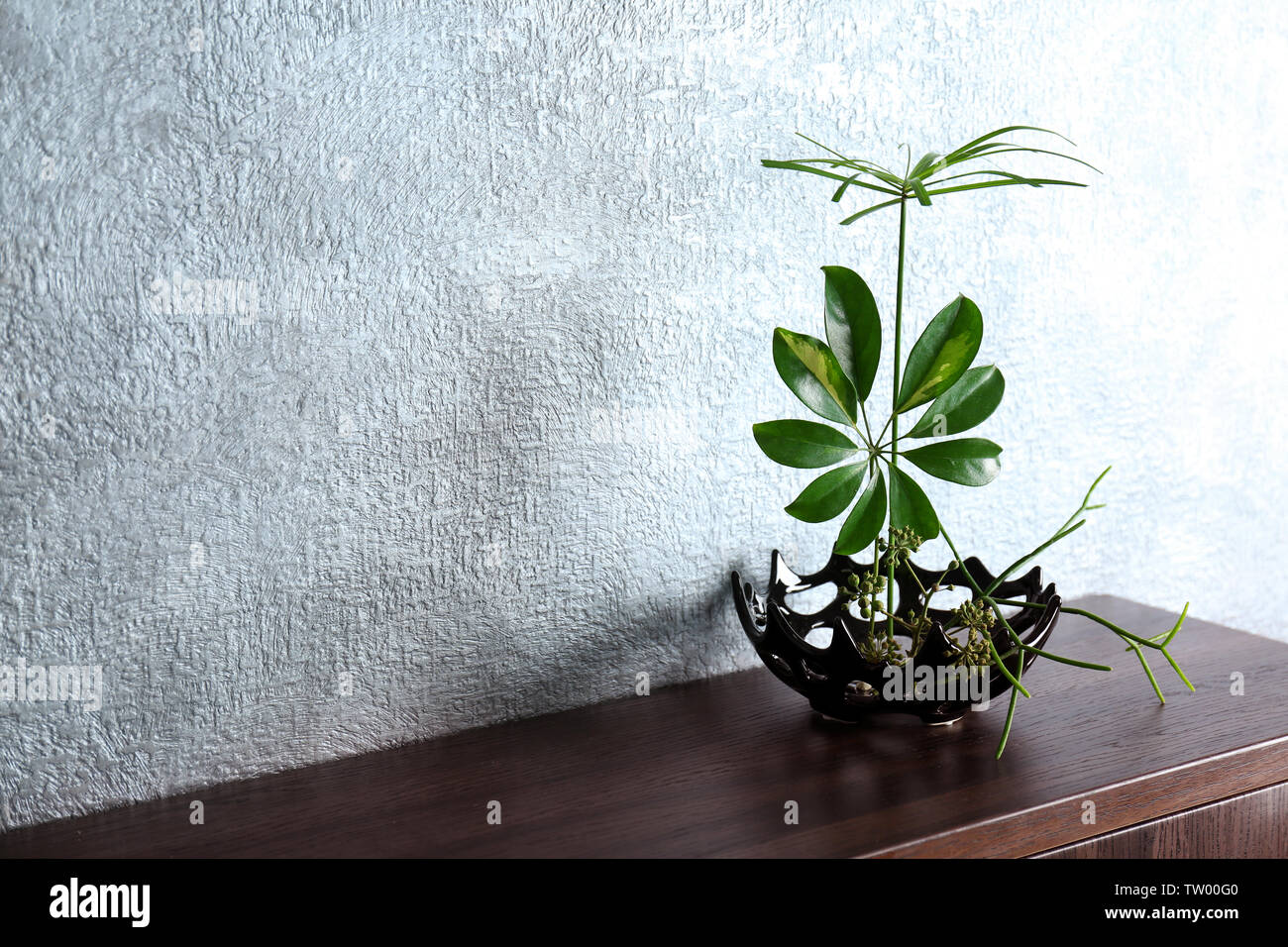 Plant arrangement on a color background Stock Photo