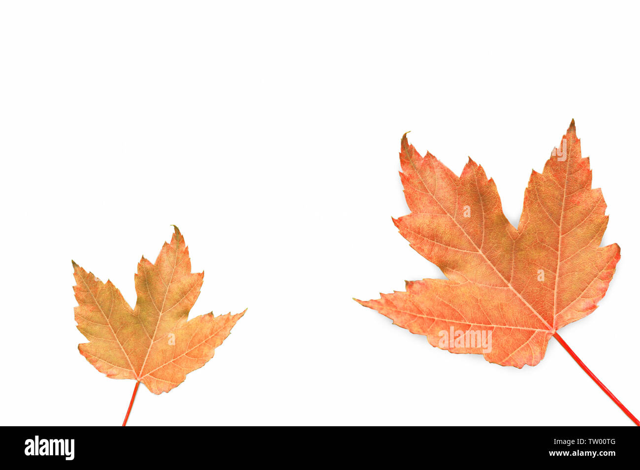 Maple leaves isolated on white background Stock Photo - Alamy
