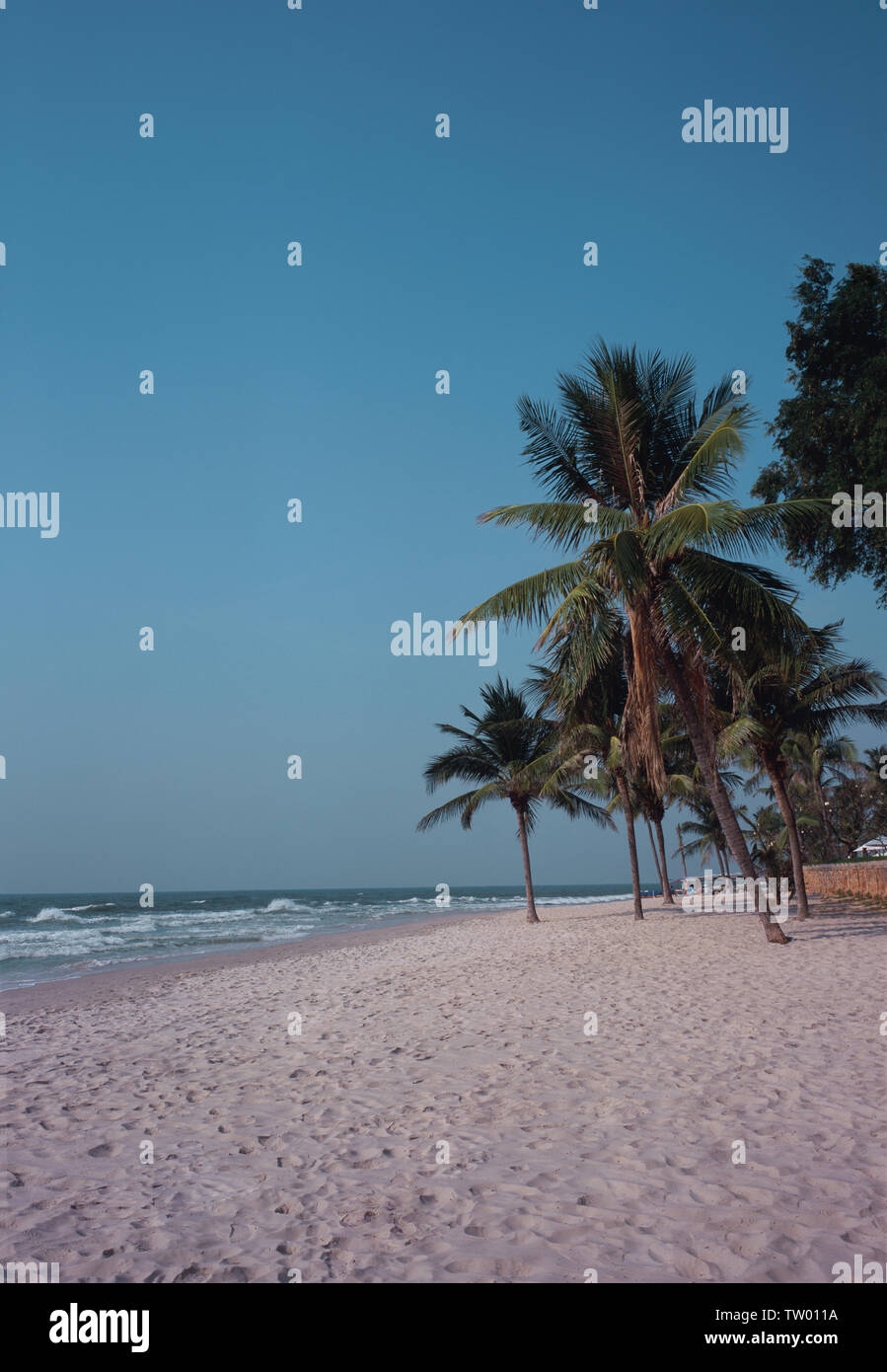 Palm trees on the beach Stock Photo