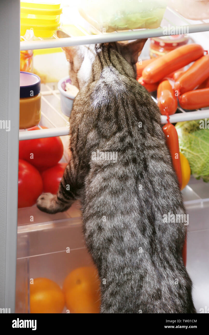 Looking cat fridge hires stock photography and images Alamy