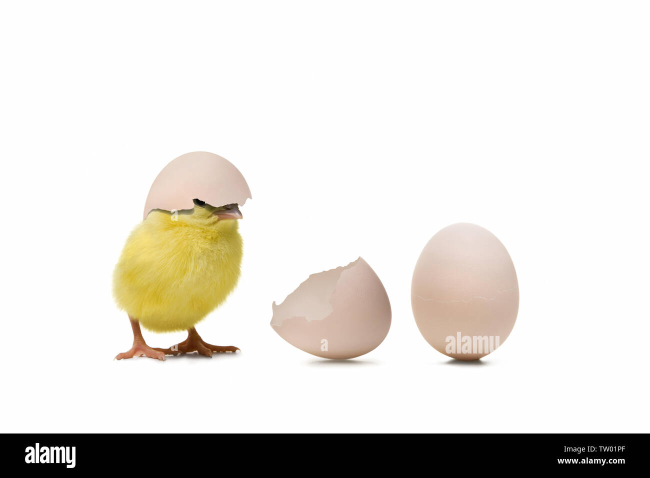 Close up of a newborn chicken with eggs Stock Photo