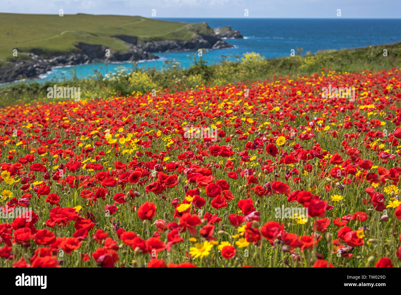 Beautiful Poppy field overlooking the coast & sea with beautiful blue skies at Pollyjoke Crantock near Newquay Cornwall UK Europe Stock Photo