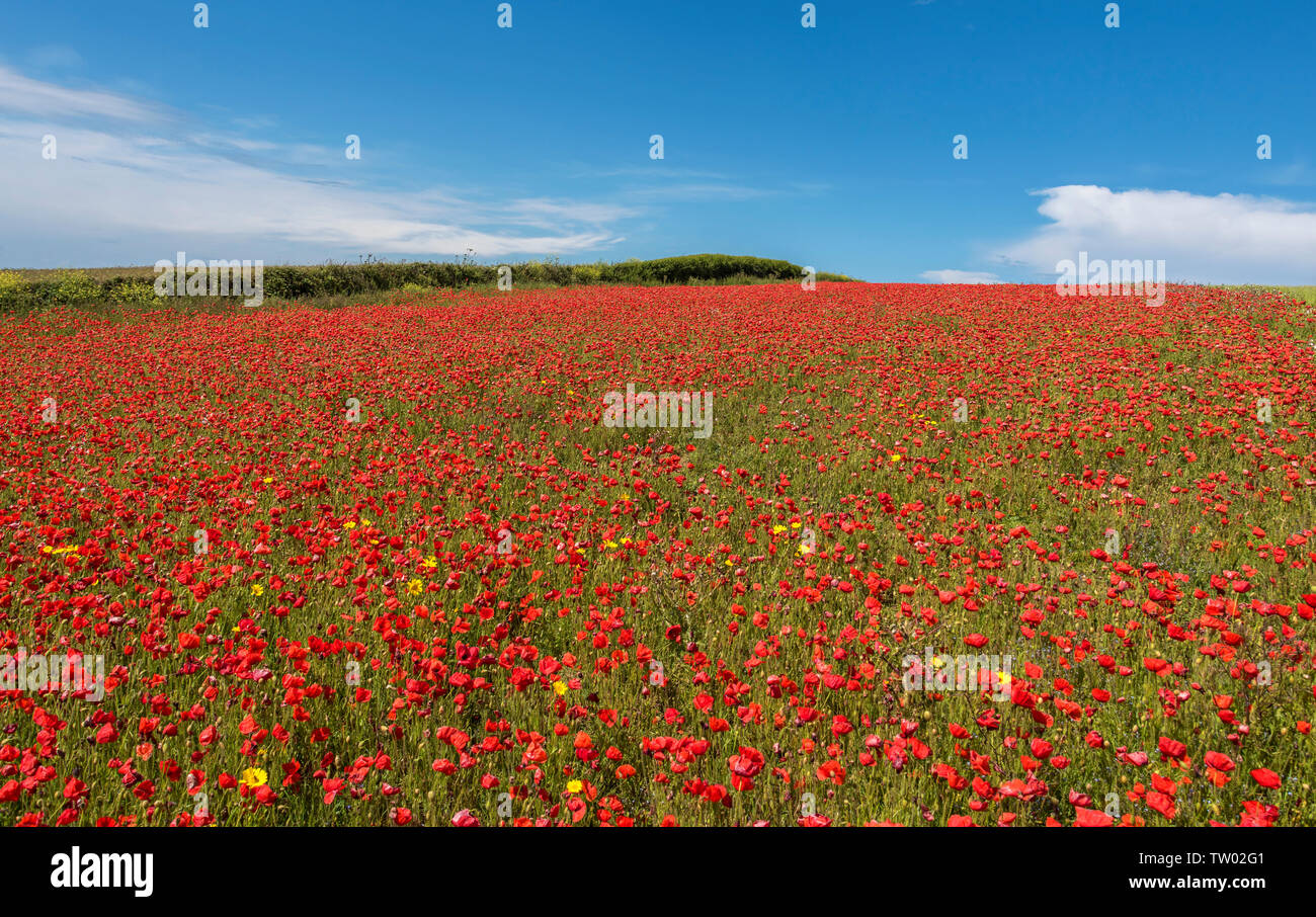 Beautiful Poppy's in a field overlooking the sea at Pollyjoke Crantock near Newquay Cornwall UK Europe Stock Photo