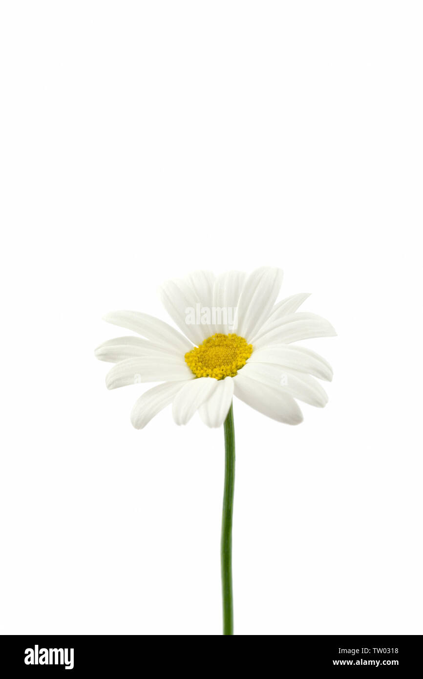 Close up of a white daisy flower Stock Photo