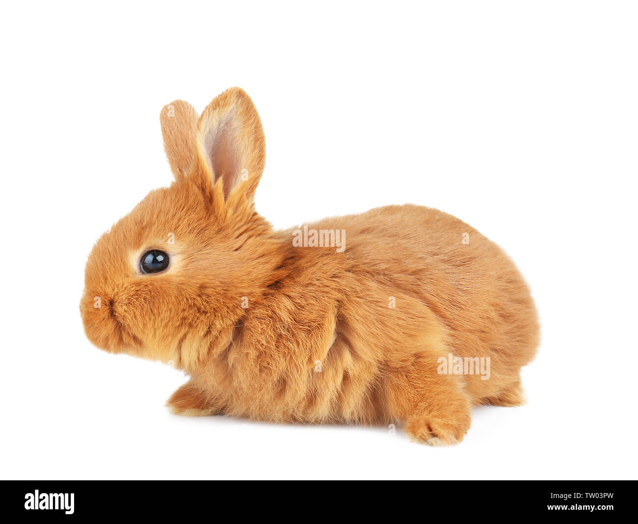 Cute funny rabbit on white background Stock Photo - Alamy